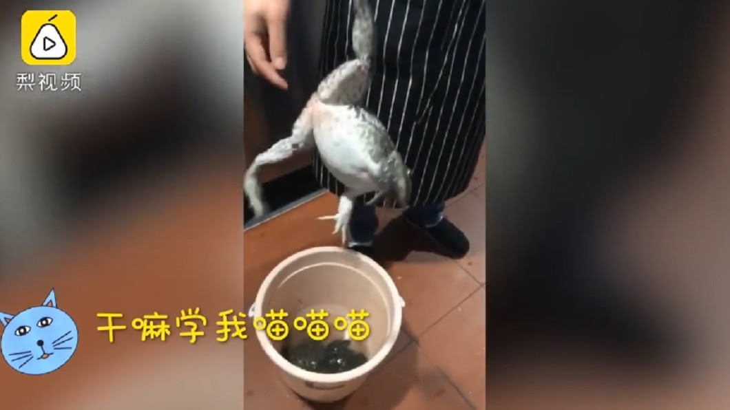 圖/翻攝自《梨視頻》