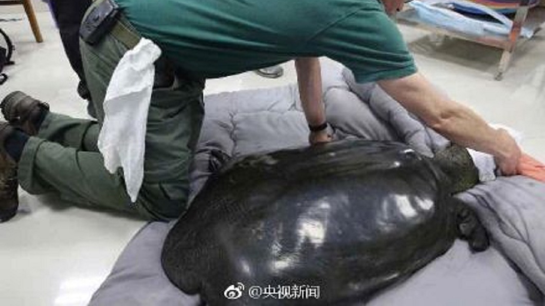 這隻僅存的母斑鱉死亡後,全球現在僅剩下3隻公斑鱉,恐瀕臨絕種危機。(圖/翻攝自微博)