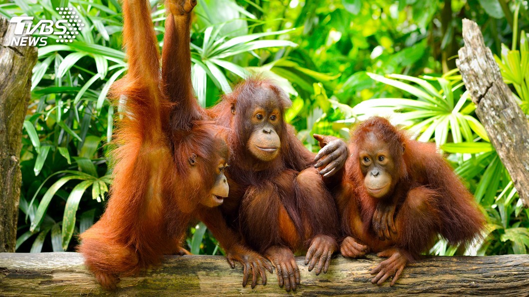 示意圖／TVBS 婆羅洲雨林遭濫伐　紅毛猩猩列瀕臨滅種