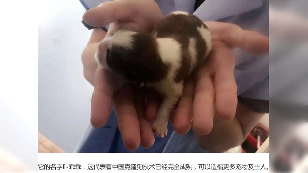 寵物克隆的技術日漸發達。圖/翻攝自淘寶網