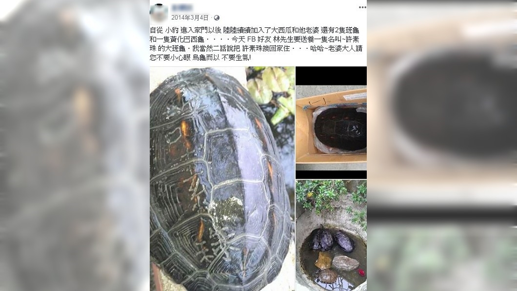 網友爆料,2014年彰化也有一隻被刻「許素珠」的烏龜。圖/翻攝自臉書