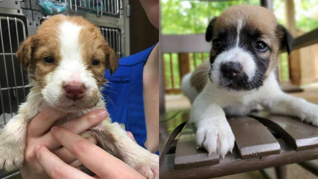 小狗經細心照顧後,目前皆已恢復健康。圖/翻攝自Rescue Dogs Rock NYC