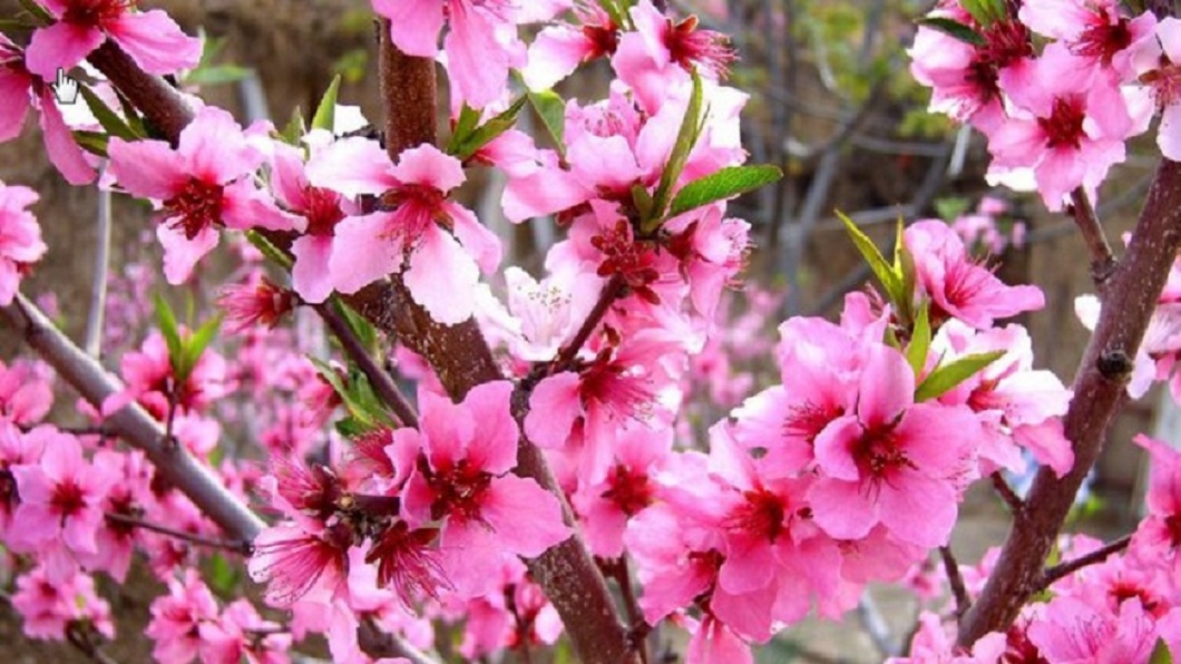 每年3月至5月這段季節轉換時期，時常會出現「桃花癲」的症狀。(示意圖／翻攝自百度百科)