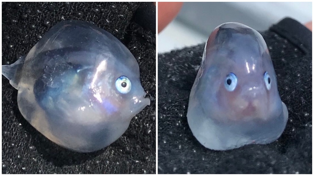 看到牠的模樣,有網友推測牠可能是鮟鱇魚的幼魚。(圖/翻攝自推特)