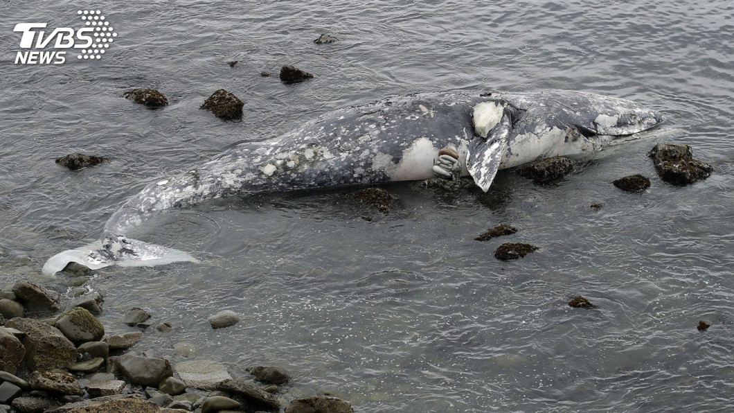 圖／達志影像美聯社 美西沿海現58頭死灰鯨　科學家疑暖化導致