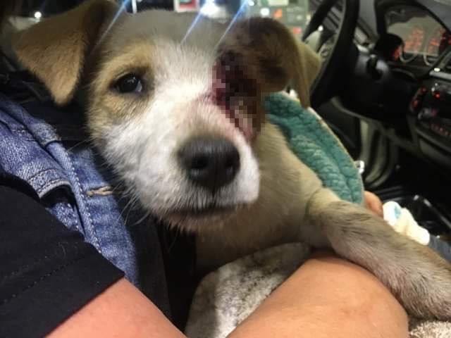 幼犬被發現時,左臉血跡斑斑。圖/翻攝自 Pet Matchmaker Rescue CA 臉書