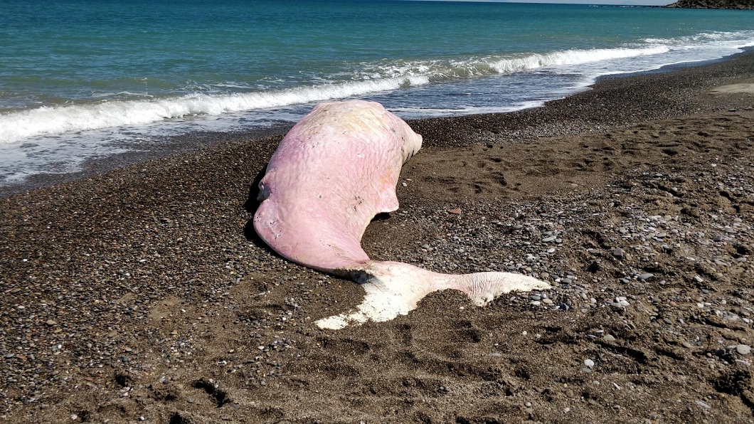 義大利西西里島海灘日前發現有抹香鯨擱淺海灘死亡。(圖／翻攝自臉書粉絲專頁Greenpeace Italia)