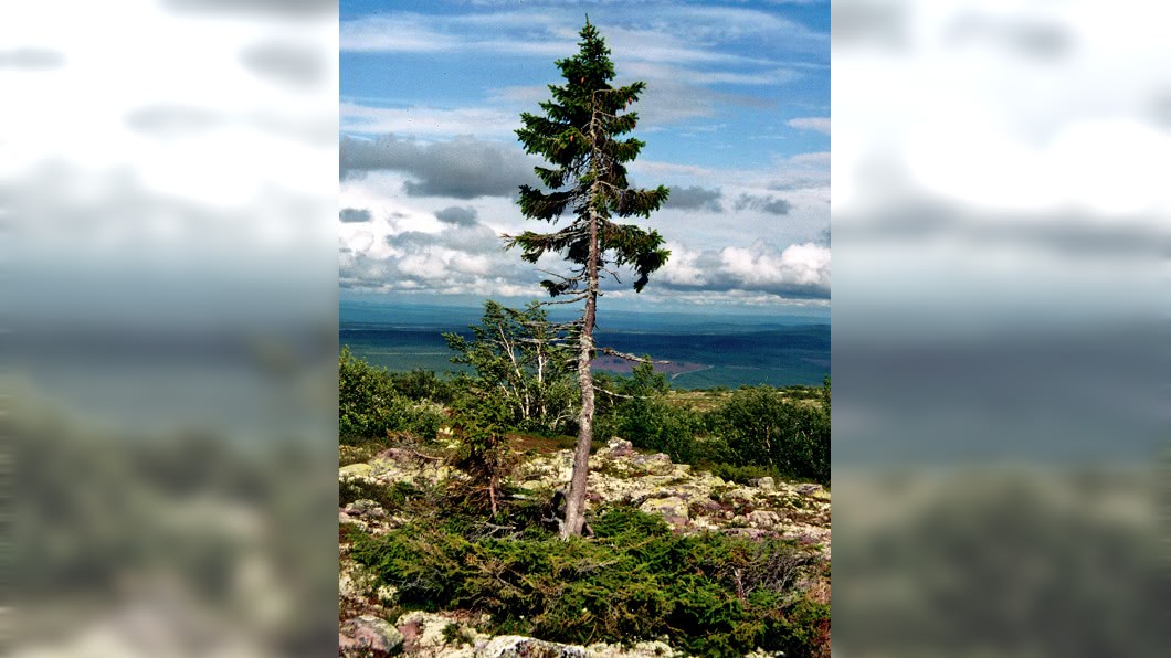 這棵挪威雲杉雖然身形瘦小，卻已經存活9550年。圖／翻攝自維基百科