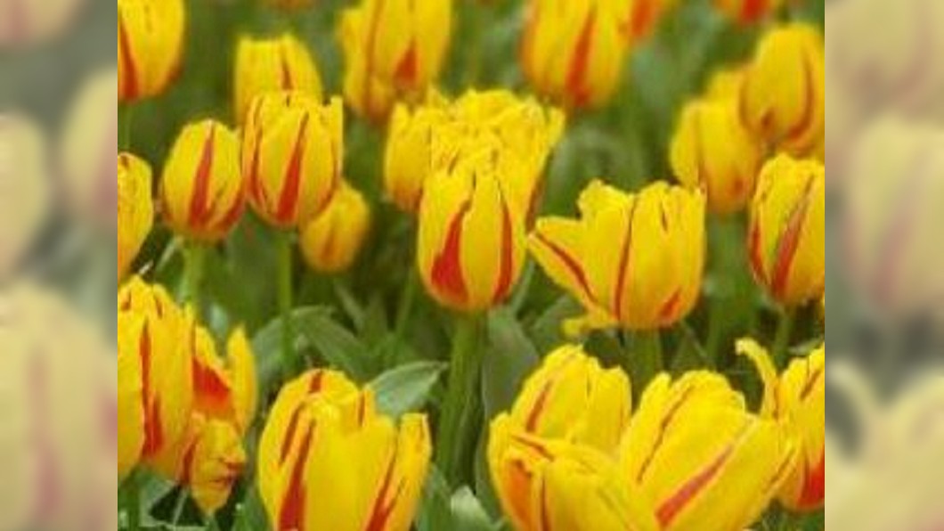 圖／翻攝自費少杰Kevinphiuips微博 鬱金香王國荷蘭　全球最大花園賣花兼賣觀光