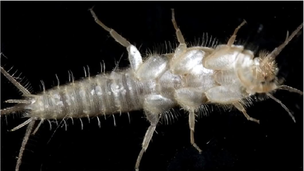 這種長有奇怪長鬚的怪蟲，學名叫做衣魚。(圖／翻攝自YouTube)