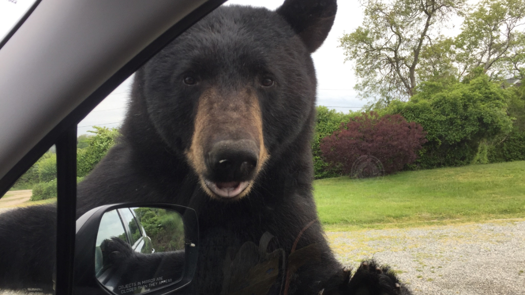 黑熊竟站在車窗外與她對看。圖／翻攝自臉書Narragansett, RI Animal Control