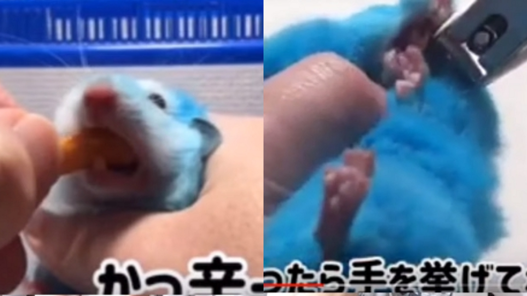 他還曾有餵食辣椒零食、剪牙齒等虐鼠行為。翻攝自YouTube Carl Ho卡爾 頻道