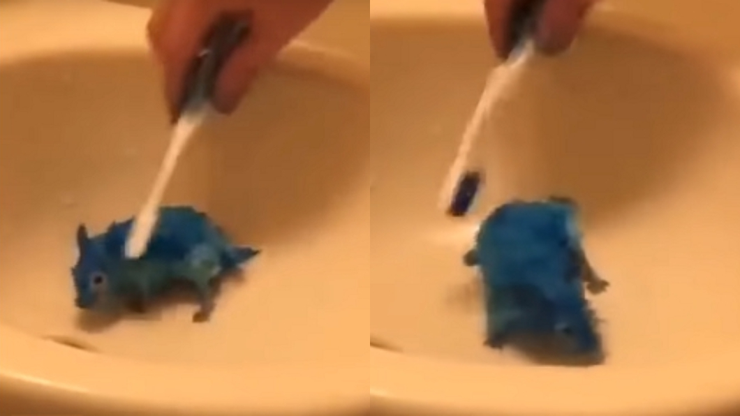 這名YouTuber將倉鼠染成藍色。翻攝自YouTube許伯&簡芝—倉鼠人