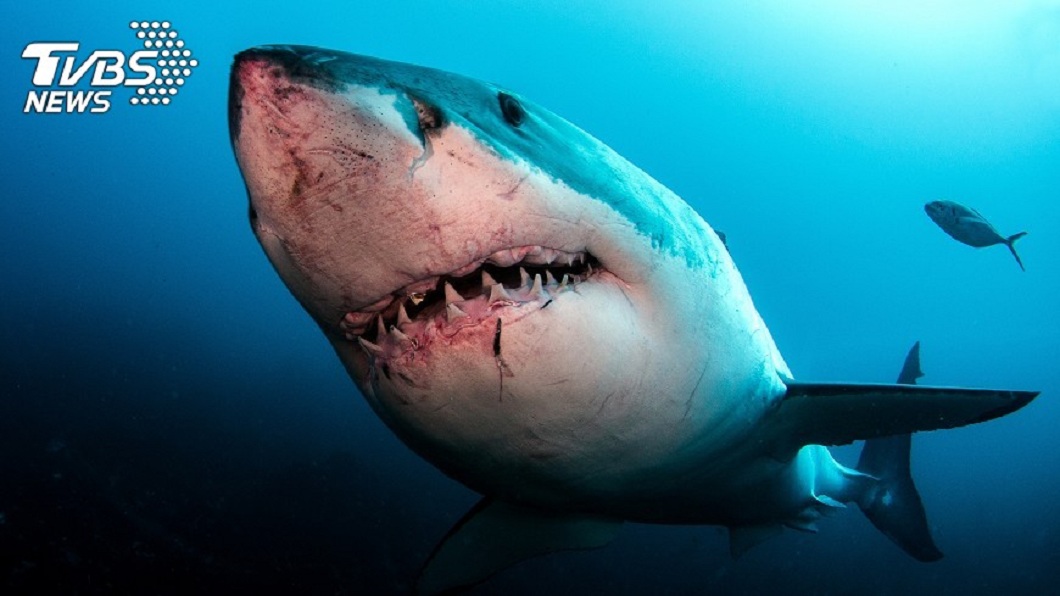 不少海域常傳出有鯊魚出沒，甚至還會發動攻擊的事件。(示意圖／TVBS)