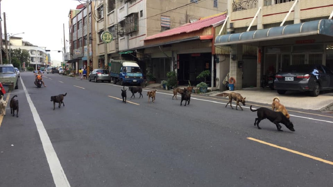 11隻大型流浪大白天佔據街道。圖/翻攝自王啟澧臉書