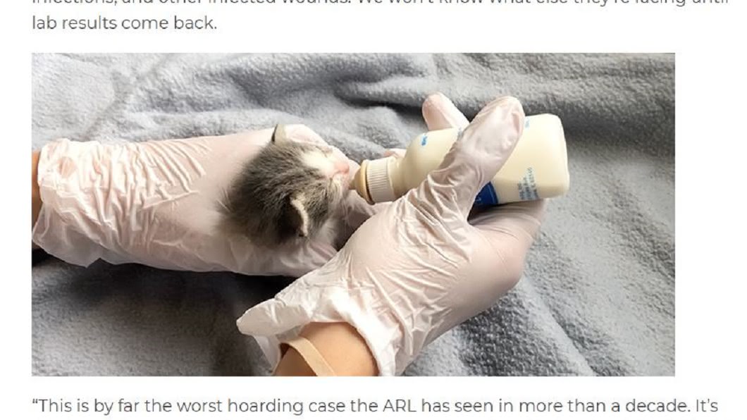 圖/翻攝自Animal Rescue League of Iowa