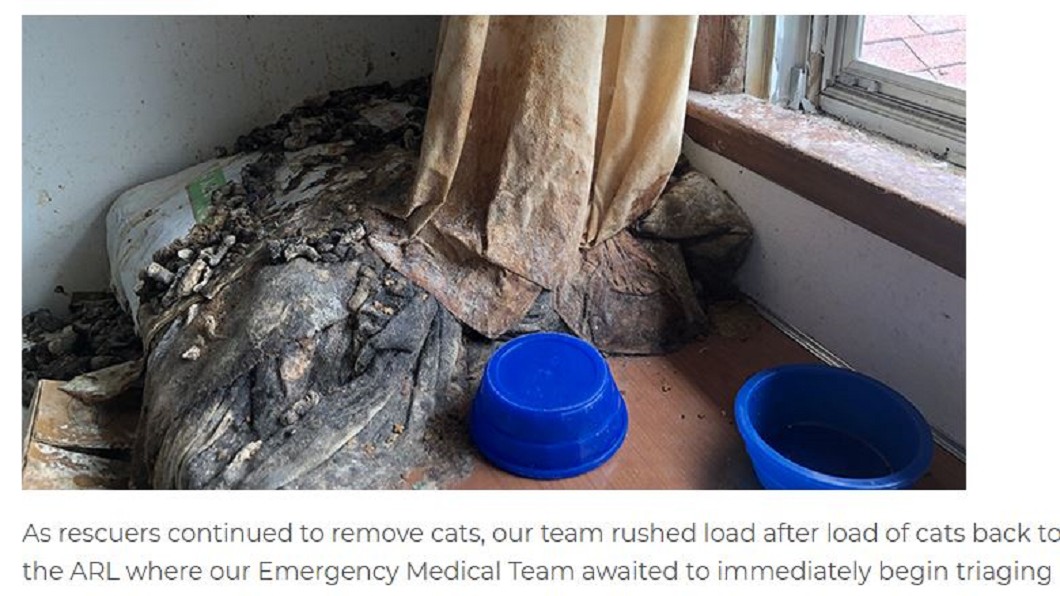 圖/翻攝自Animal Rescue League of Iowa