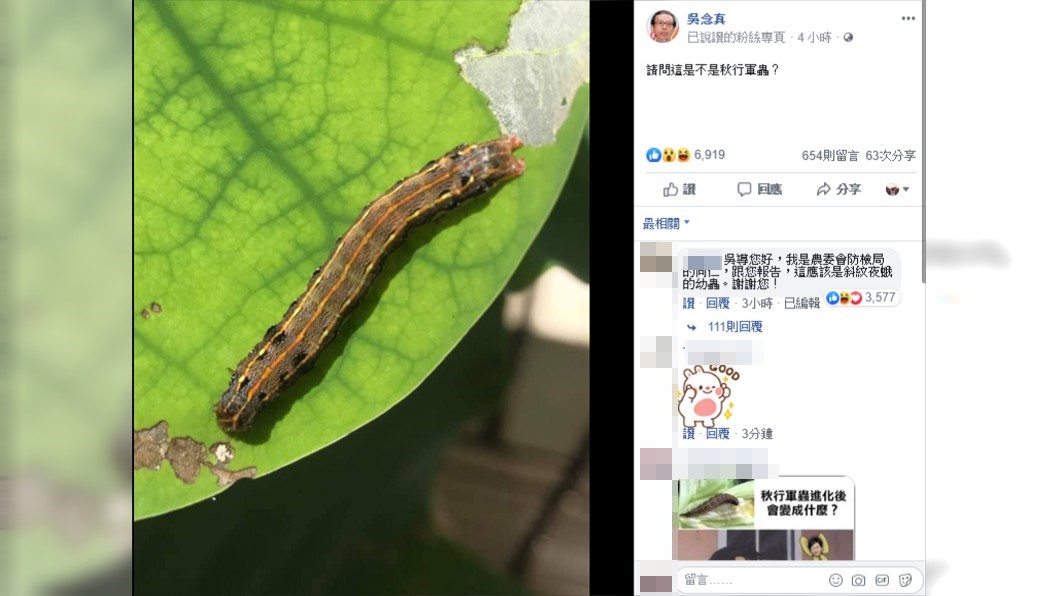 導演吳念真在臉書上PO出蟲照,詢問是否為秋行軍蟲。圖/翻攝自吳念真臉書
