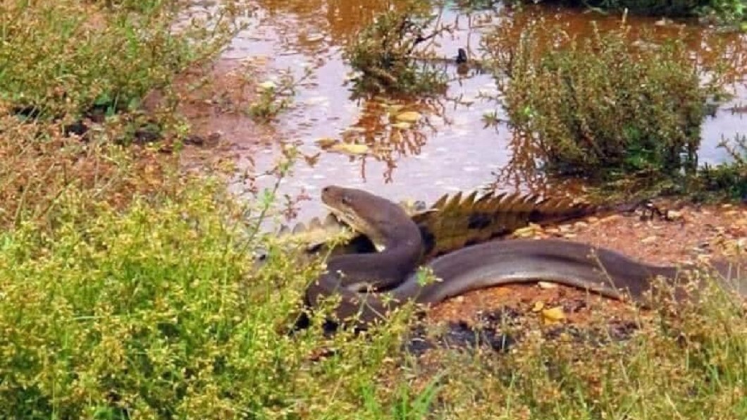 巨蟒對戰大鱷魚，被1名男子詳細拍下整個過程。圖／翻攝GG Wildlife Rescue Inc臉書