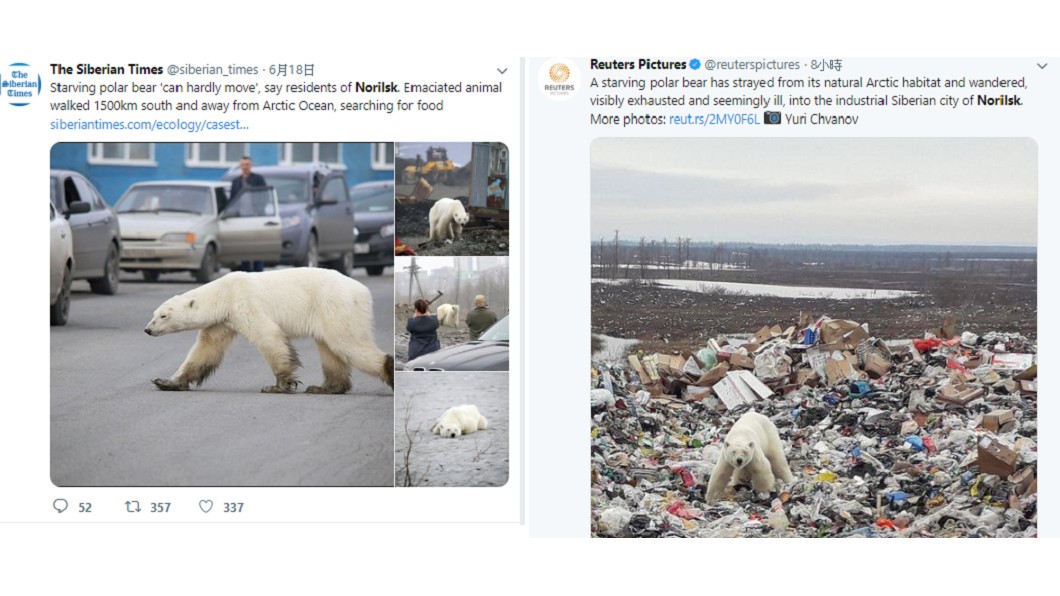 北極熊現身俄羅斯西伯利亞的城市諾里爾斯克。圖/翻攝自The Siberian Times 推特、Reuters Pictures推特