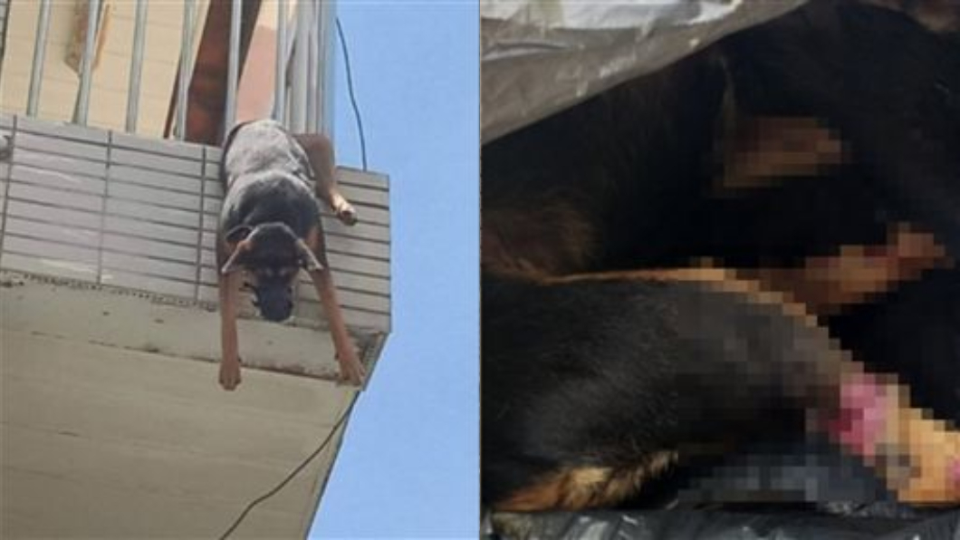 圖/翻攝自嘉義市動物守護協會 臉書