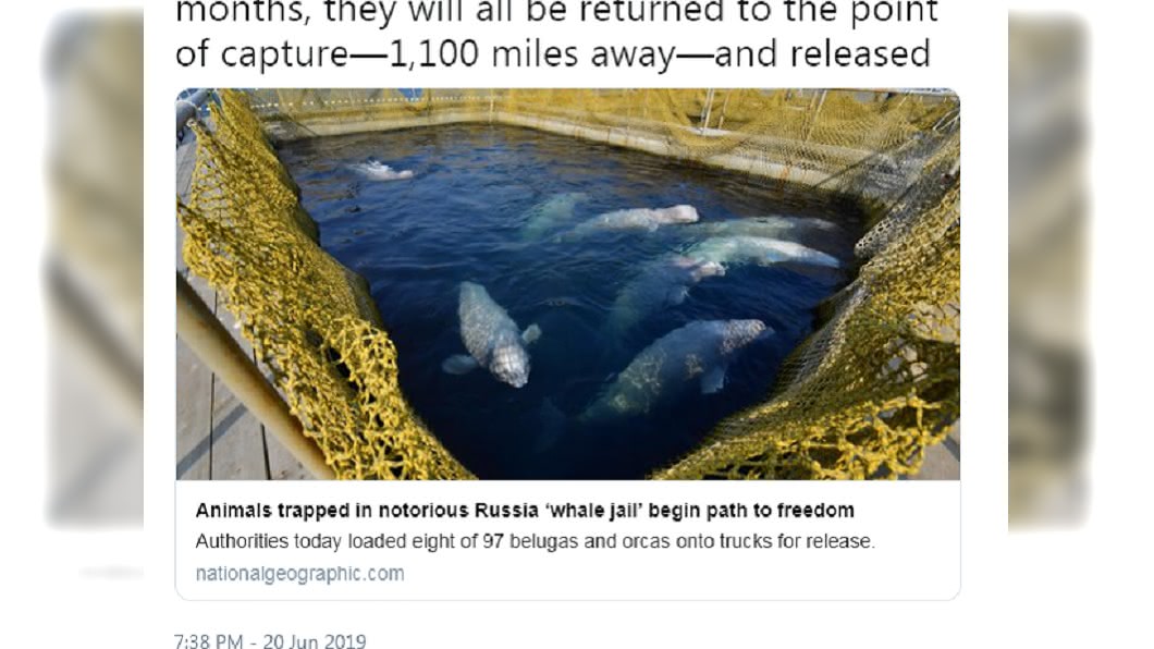 鯨魚監獄太惡劣嚴重傷害鯨魚。圖/截自National Geographic推特