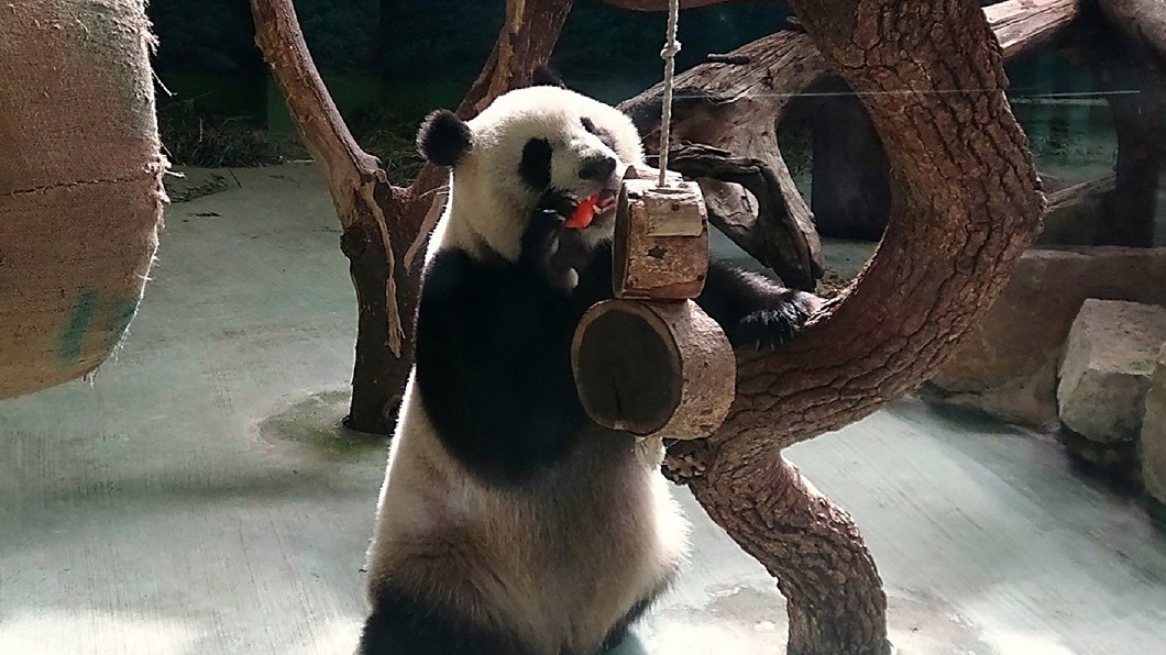 圖／台北市立動物園提供