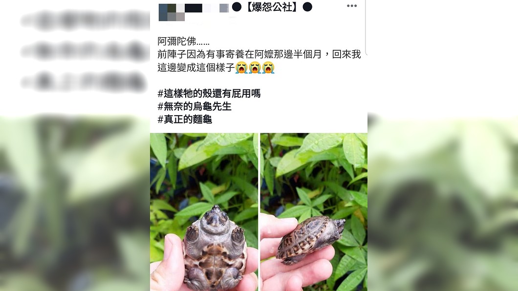 原PO無奈地說「變成麵龜了」。圖/翻攝自爆怨公社
