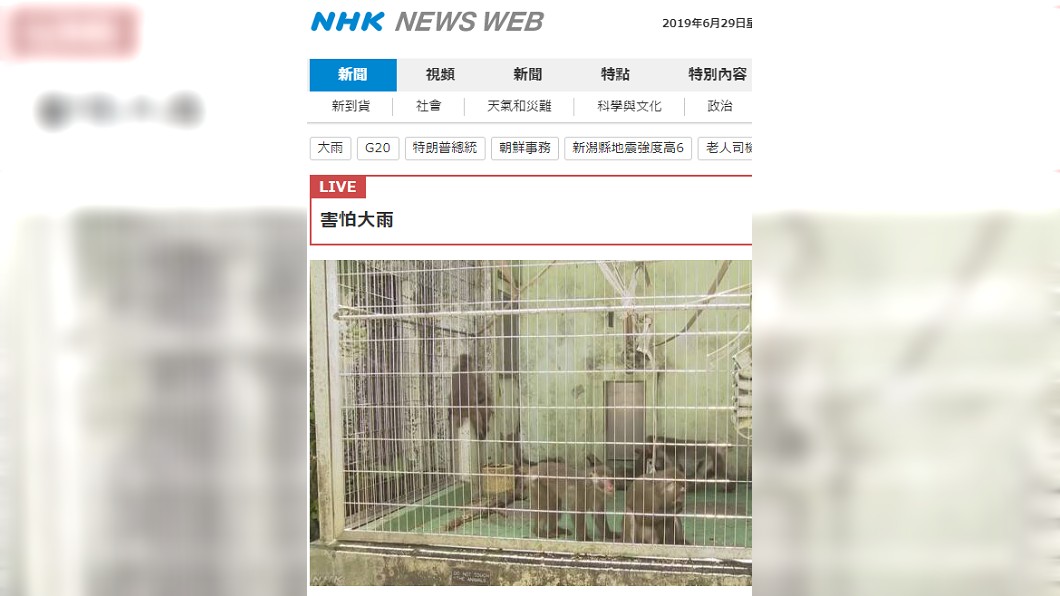 沖繩世界兒童王國動物園脫逃猴子全數捕回。圖/截自NHK news