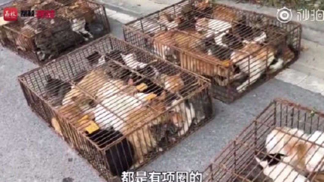 大陸南京1輛貨車載滿貓咪，準備運往肉品加工廠做食材。圖／翻攝自微博