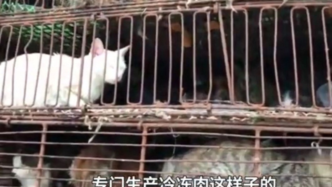 圖/翻攝自微博