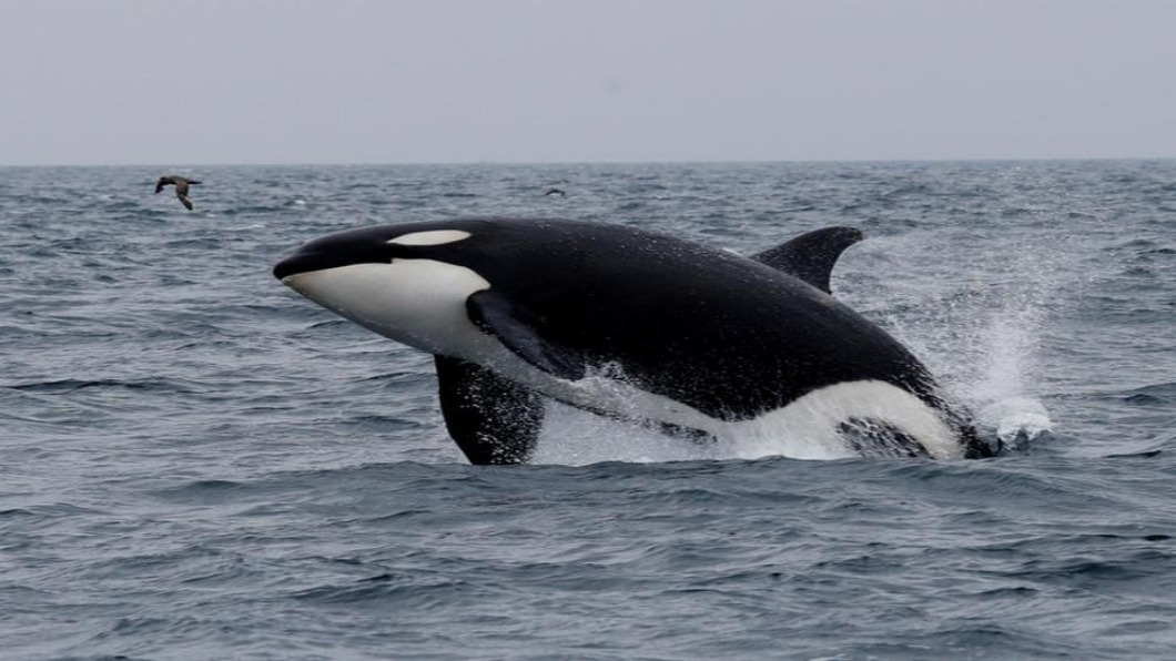 圖／達志影像路透 時隔31年重啟　日本宣布：恢復商業捕鯨