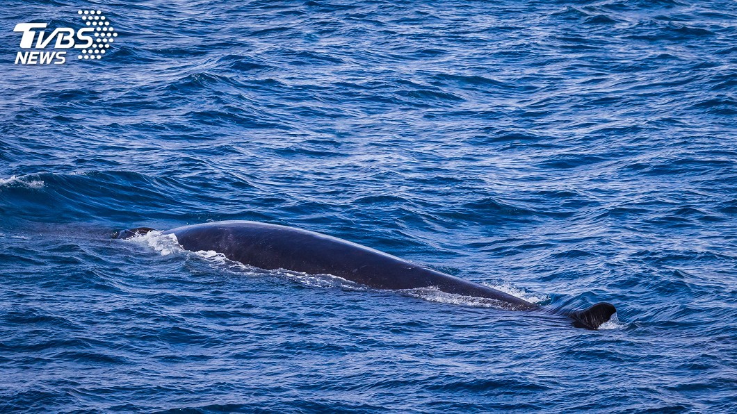 示意圖／TVBS 日本重啟商業捕鯨　專家警告塞鯨面臨滅絕危機