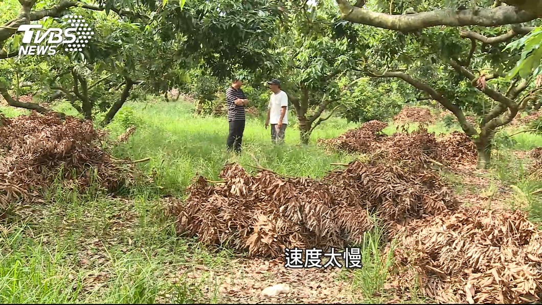 枯木變黃金 廢木枝製生質顆料銷歐盟 Tvbs新聞網