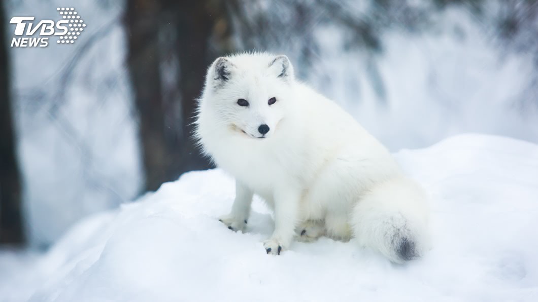 小北極狐從挪威到加拿大76天跋涉3506公里破紀錄 暖化 Tvbs新聞網