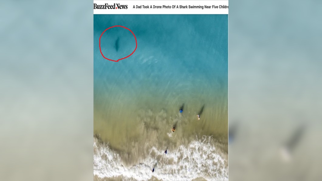 鯊魚快速的游向沃森的妻小。圖/截自BuzzFeed