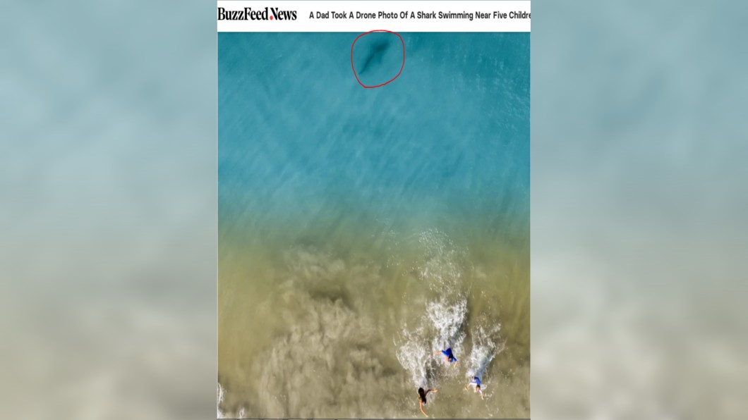 沃森的妻小跑走後,鯊魚也轉身游走。圖/截自BuzzFeed