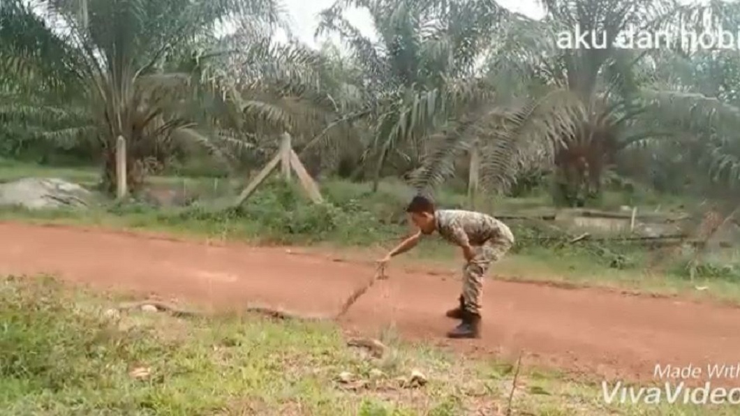 軍人伸出2根手指慢慢將眼鏡王蛇的頭部壓至地面。(圖/翻攝自YouTube)