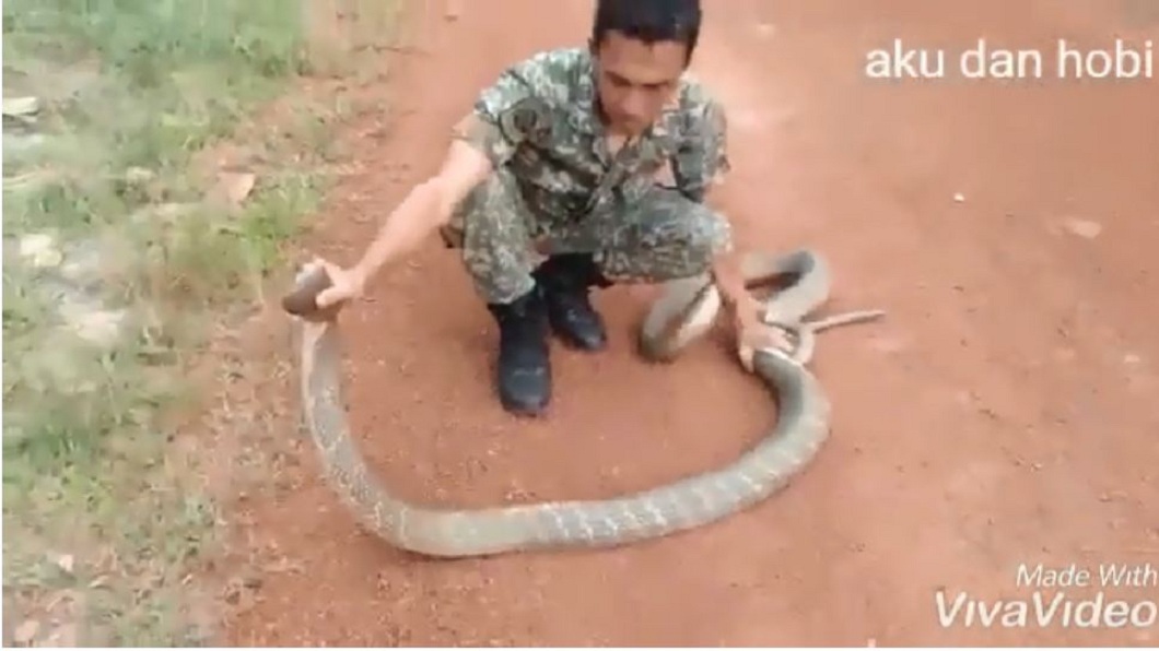 隨後軍人以迅雷不急掩耳的速度順利制伏眼鏡王蛇。(圖/翻攝自YouTube)