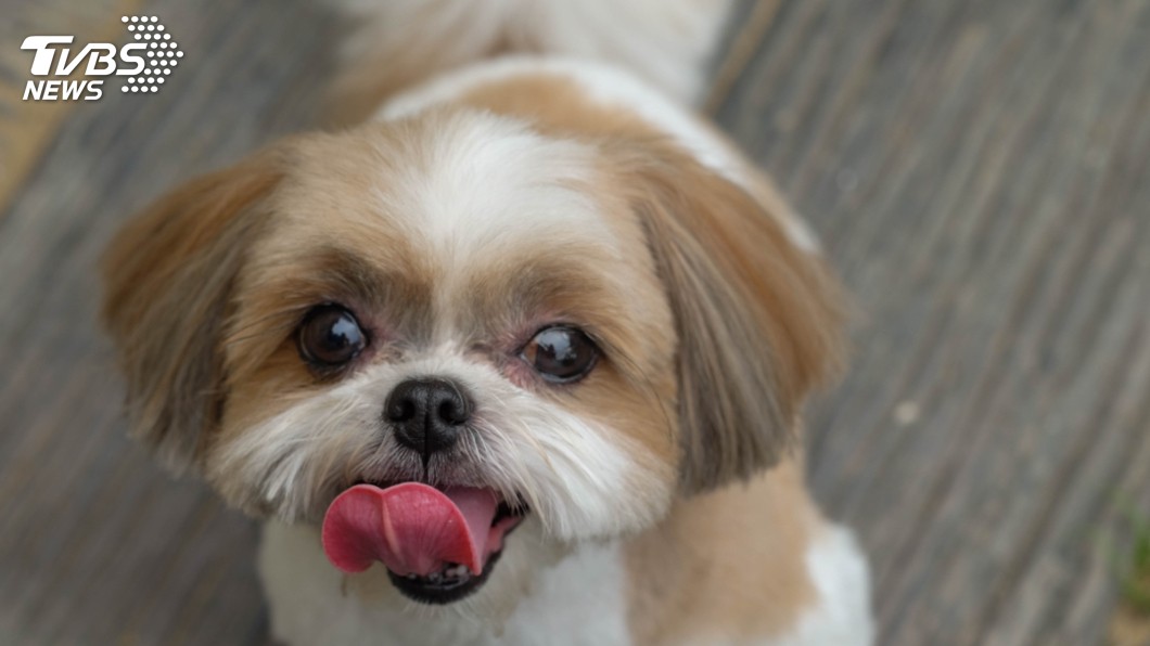 西施犬的模樣可愛，是許多飼主喜歡飼養的品種。(示意圖／TVBS)