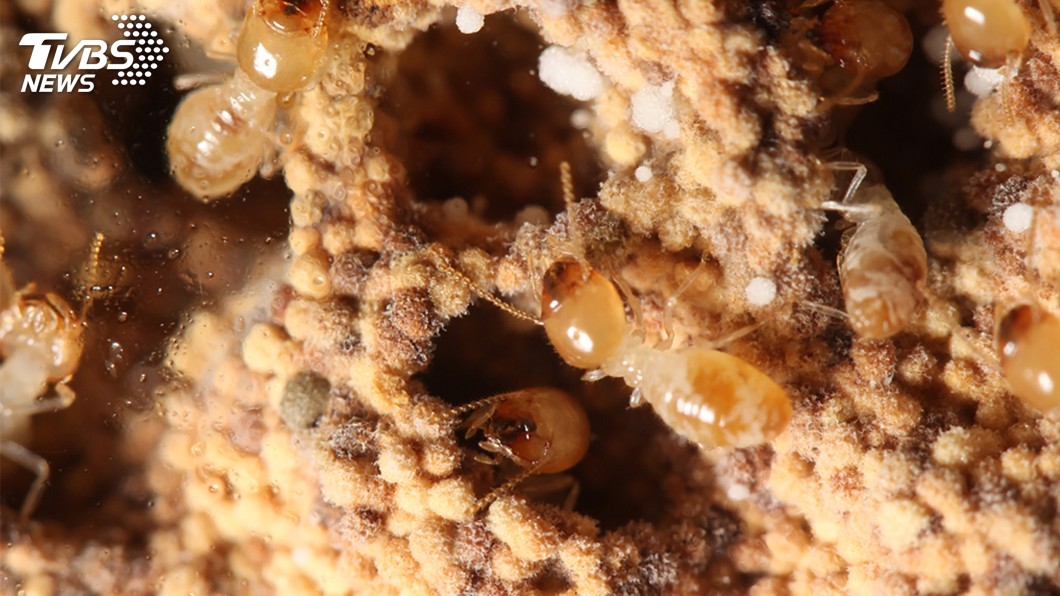 圖為台灣土白蟻的菌圃， 中間為台灣土白蟻的工蟻，白色球狀物為雞肉絲菇的孢 子球。 圖／興大提供 收集10萬隻白蟻　興大發現白蟻真菌共生關鍵