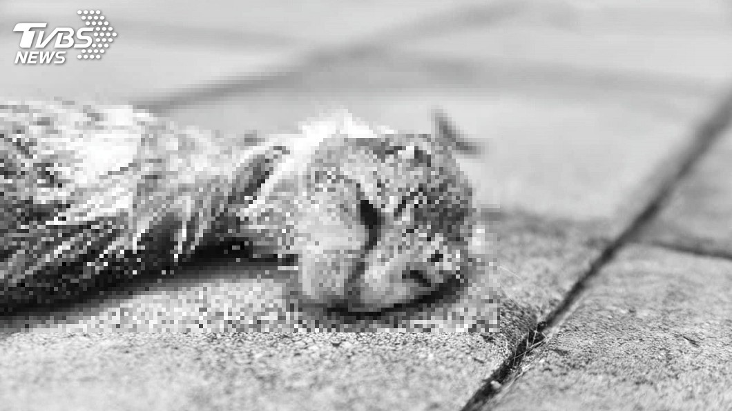 圖/嘉義市動物守護協會 授權提供
