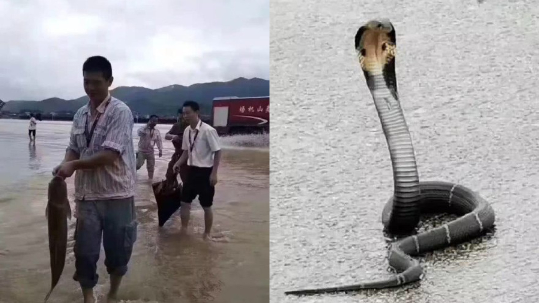 員工笑說,根本是個小動物園。圖/翻攝自微博