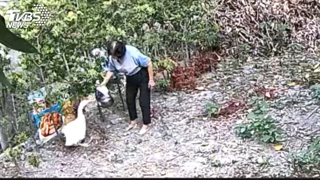 婦人因不滿鄰居飼養的鵝隻叫聲太吵，竟闖入對方農場並拿熱水澆淋母鵝和鵝蛋。(圖／TVBS)