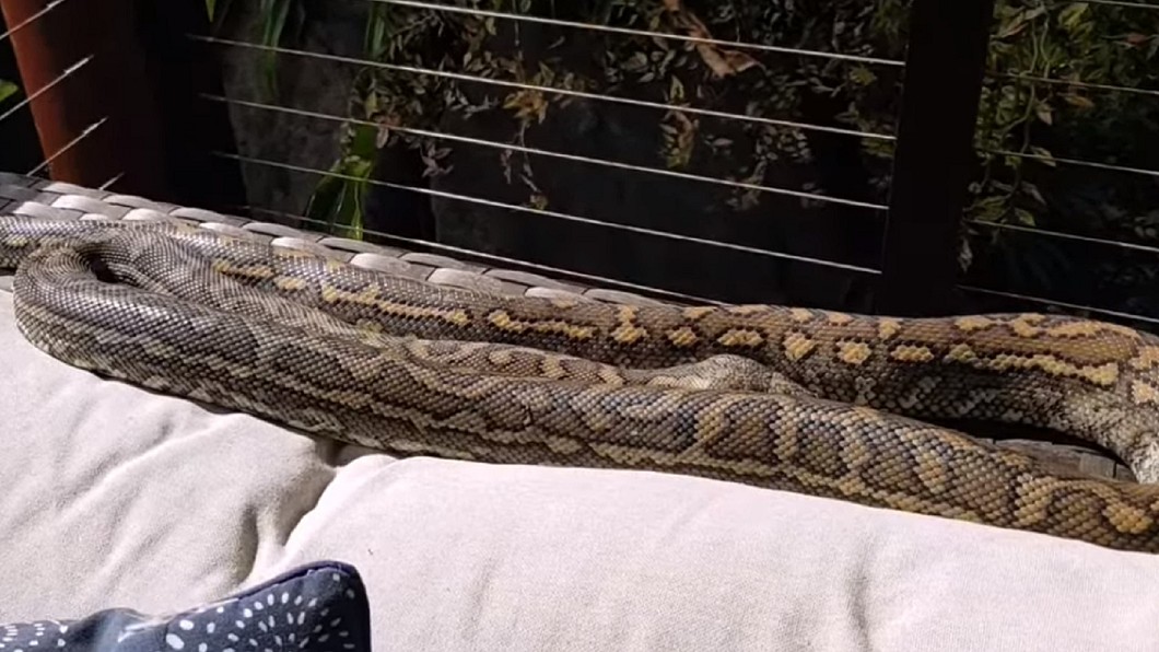 原來巨蟒就躲在沙發上。圖/翻攝自Sunshine Coast Snake Catchers臉書