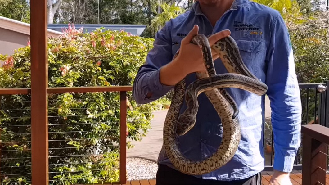 這條地毯蟒長達約2公尺。圖/翻攝自Sunshine Coast Snake Catchers臉書