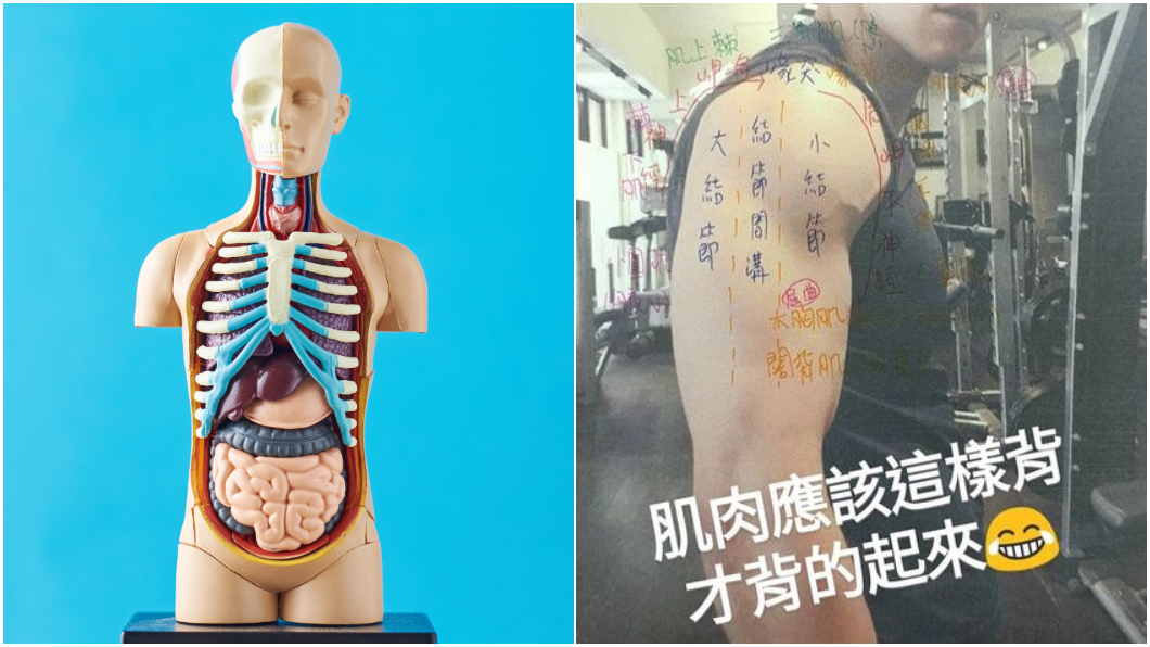 圖／左，TVBS示意圖；右，翻攝Dcard 生理解剖怎麼背？學姊傳授「猛男筆記」　網讚爆：秒懂