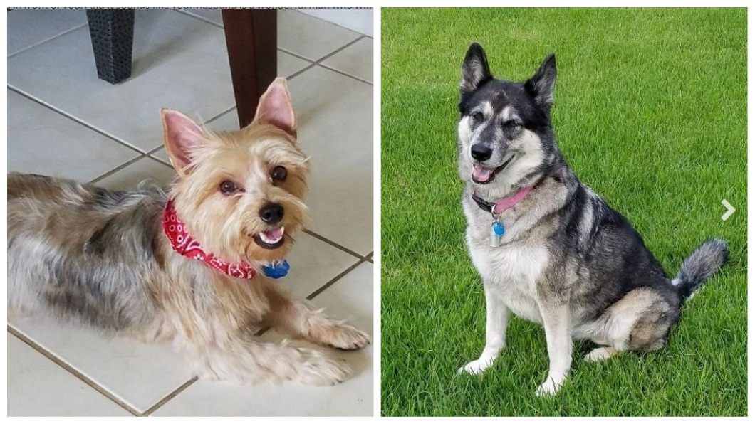 事後追查,她的手臂傷口被2隻愛犬舔到沾滿口水,結果病菌侵入血管。(圖/翻攝自募款網站GoFundMe)