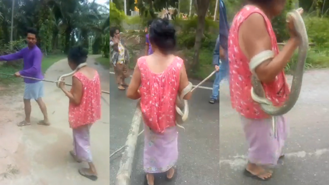 村民們協力用大樹枝引導蛇醫回家。圖/翻攝自วรวุฒิ เชิงไกรยัง臉書