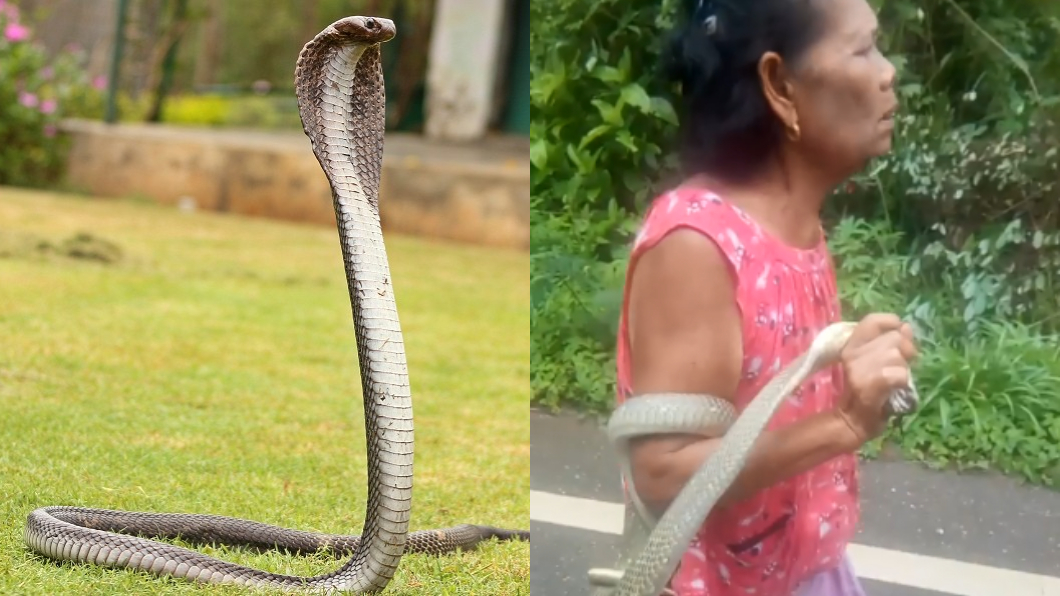 妮蛇醫徒手抓2公尺長的眼鏡蛇嚇壞眾人。圖／(左)TVBS、(右)翻攝自วรวุฒิ เชิงไกรยัง臉書
